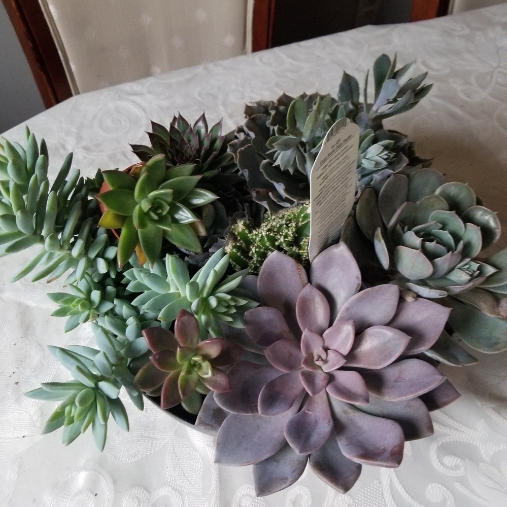 Meet your Posher, Mariana